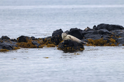 Seal resting on a rock on the Icelandic coast